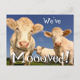 Cartão Postal De Anúncio Vacas Novo Endereço Engraçado Que Mudámos