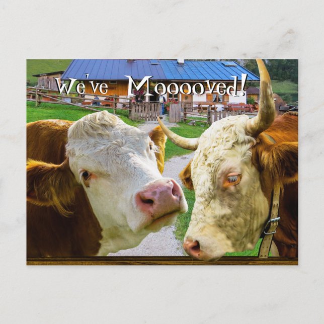 Cartão Postal De Anúncio Vacas são muito engraçadas. Mudamos de novo endere (Frente)