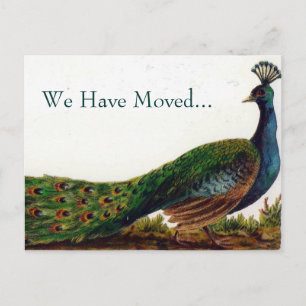 Cartão Postal De Anúncio Vintage Peacock Change of Address Postcards