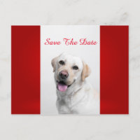 White Labrador