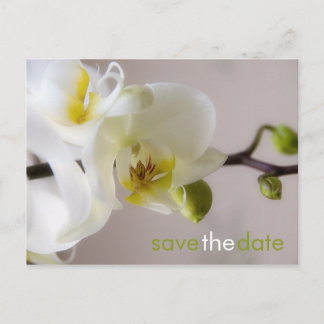 Cartão Postal De Anúncio White Orchid ・ Salve o Cartão-Postal de Data