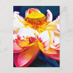 Cartão Postal De Anúncio Zen - Cor de Água do Flor de Lotus Rosa