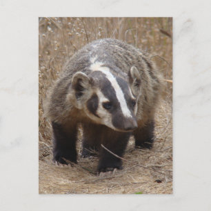 Cartão postal de Aproximação do Badger