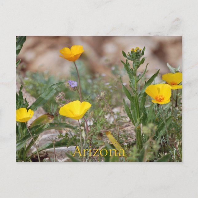 Cartão postal de arizona (Frente)