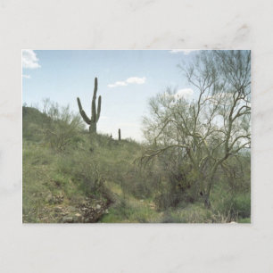 Cartão postal de Arizona do deserto de Riverbed R