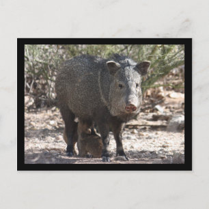 Cartão postal de arizona Javelina
