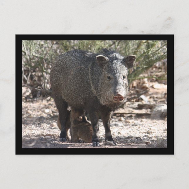 Cartão postal de arizona Javelina (Frente)