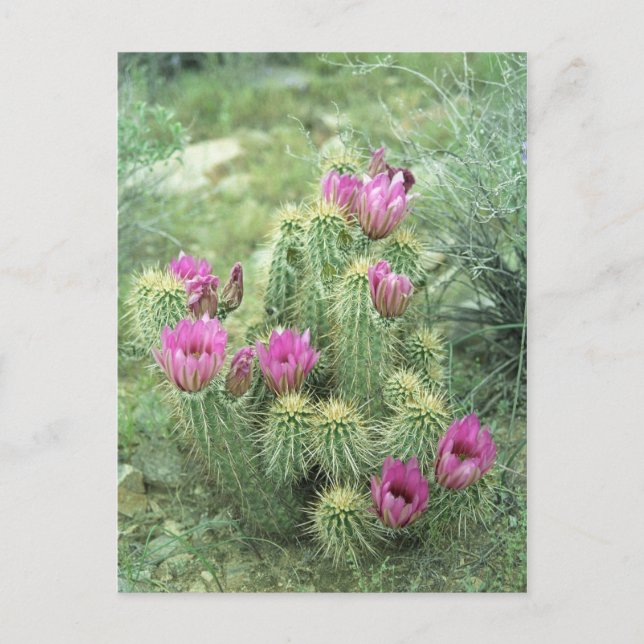 Cartão postal de Arizona Sonoran do Deserto de Tri (Frente)