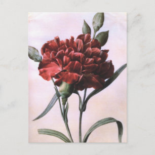 Cartão Postal de Arte Antiga Flor de Cravo Vermelh