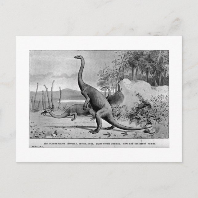 Cartão postal de arte de Anchisaurus (Frente)