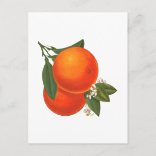 Cartão Postal de Arte de Caixa Antiga de Laranjas