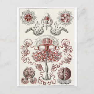 Cartão Postal de Arte de Ernst Haeckel: Anthomedus