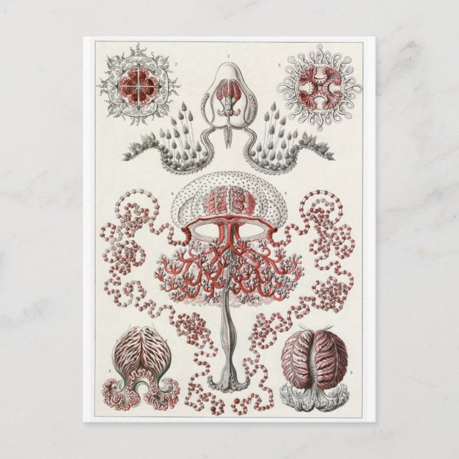 Cartão Postal de Arte de Ernst Haeckel: Anthomedus (Frente)