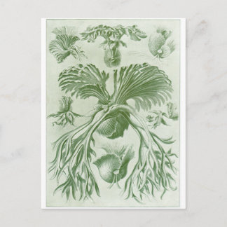 Cartão Postal de Arte de Ernst Haeckel: Filicinae