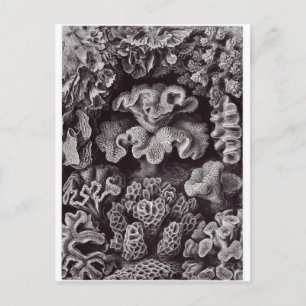Cartão Postal de Arte de Ernst Haeckel: Hexacorall
