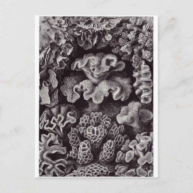 Cartão Postal de Arte de Ernst Haeckel: Hexacorall (Frente)