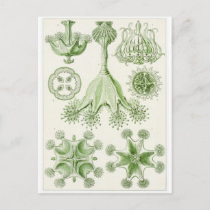 Cartão Postal de Arte de Ernst Haeckel: Stauromedu