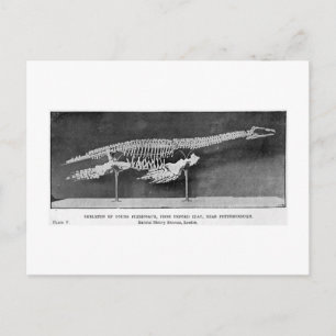 Cartão postal de arte Plesiosaur