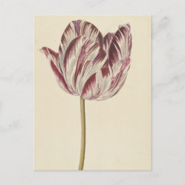 Cartão postal de arte vintage com um tulipa branca