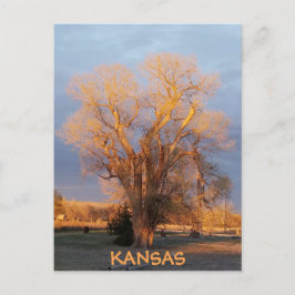 Cartão postal de árvore de algodão do Kansas ouro