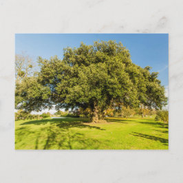 Cartão postal de árvore do Jardim Westbury Court