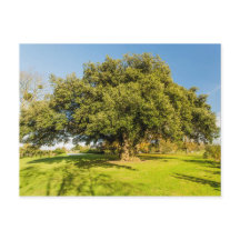 Cartão postal de árvore do Jardim Westbury Court