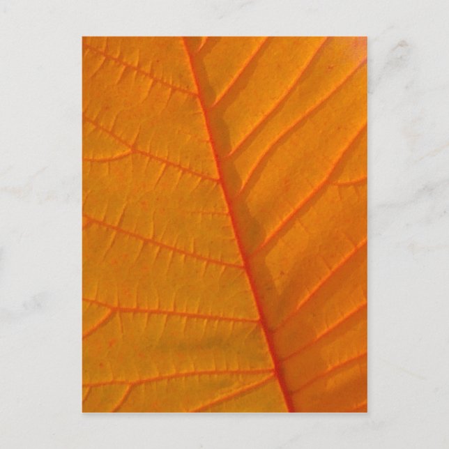 Cartão postal de árvore fumosa (Frente)