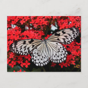 cartão postal de asas de borboleta