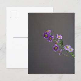 Cartão postal de Áster Roxo