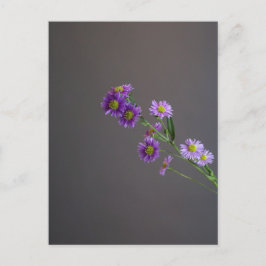Cartão postal de Áster Roxo