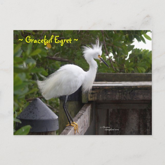 Cartão postal de ave Egret Graceful fluffy (Frente)