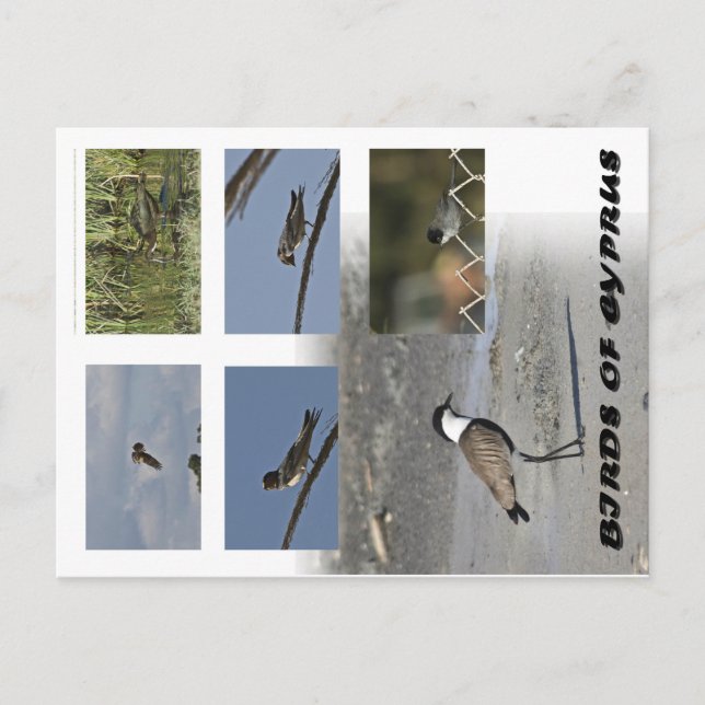 Cartão postal de aves de Chipre (Frente)