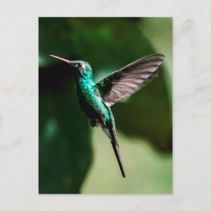 Cartão postal de avião cubano Emerald Hummingbird