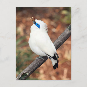Cartão postal de Bali Mynah Bird