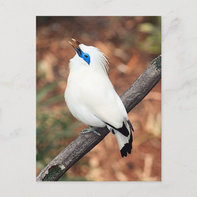 Cartão postal de Bali Mynah Bird (Frente)