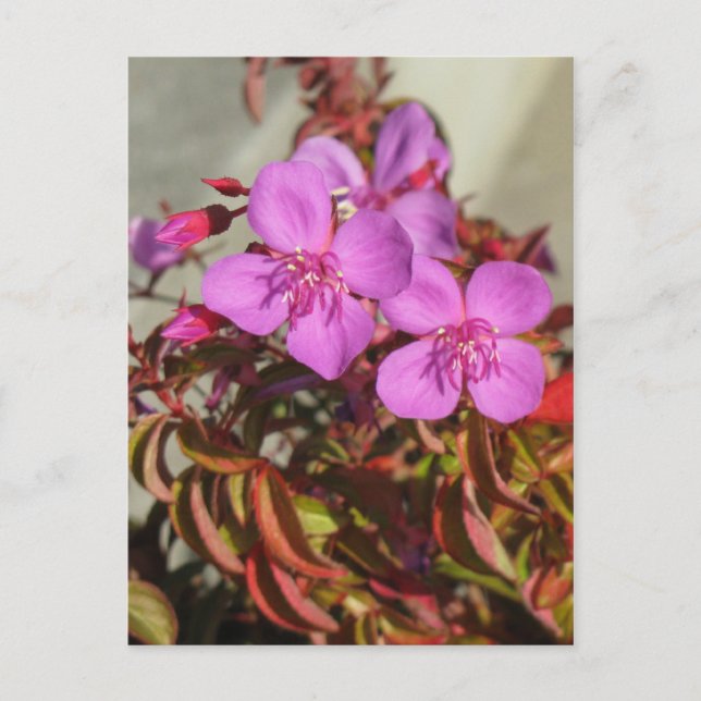 Cartão postal de Begônias, personalizável (Frente)