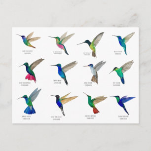 Cartão postal de beija-flores