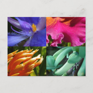 Cartão postal de Blooms Exótico