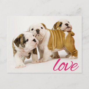 Cartão Postal de Boas-Vindas do Cachorrinho Bulldo
