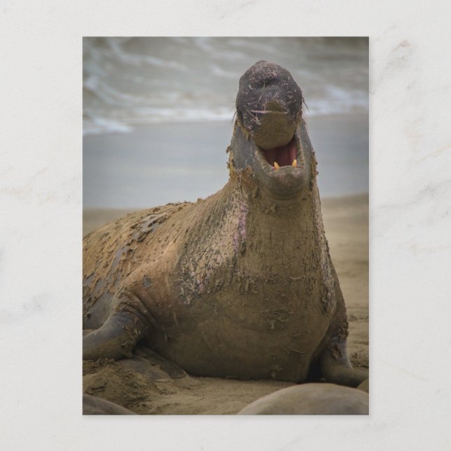 Cartão postal de bocejo de uma foca (Frente)