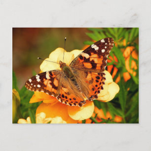 Cartão postal de borboleta em flores amarelas