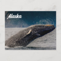 Cartão postal de Breach de Humpback Alaska