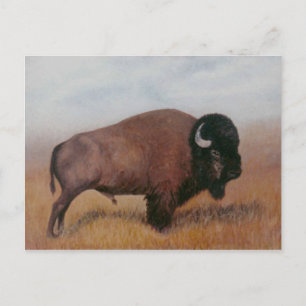 Cartão Postal de Buffalo