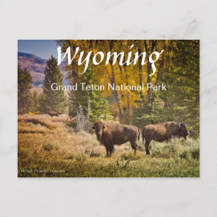 Cartão postal de Buffalo de Wyoming
