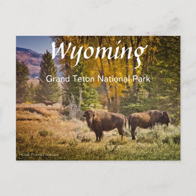 Cartão postal de Buffalo de Wyoming (Frente)