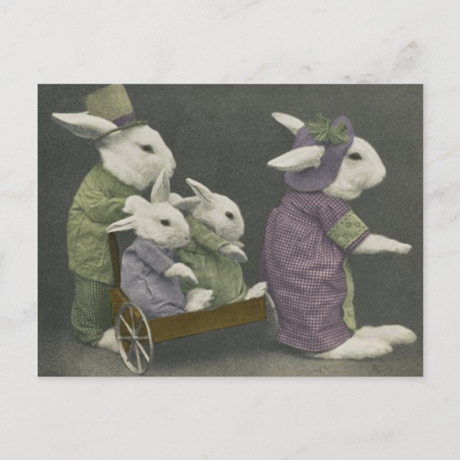 Cartão postal de Bunnies Domingo (Frente)