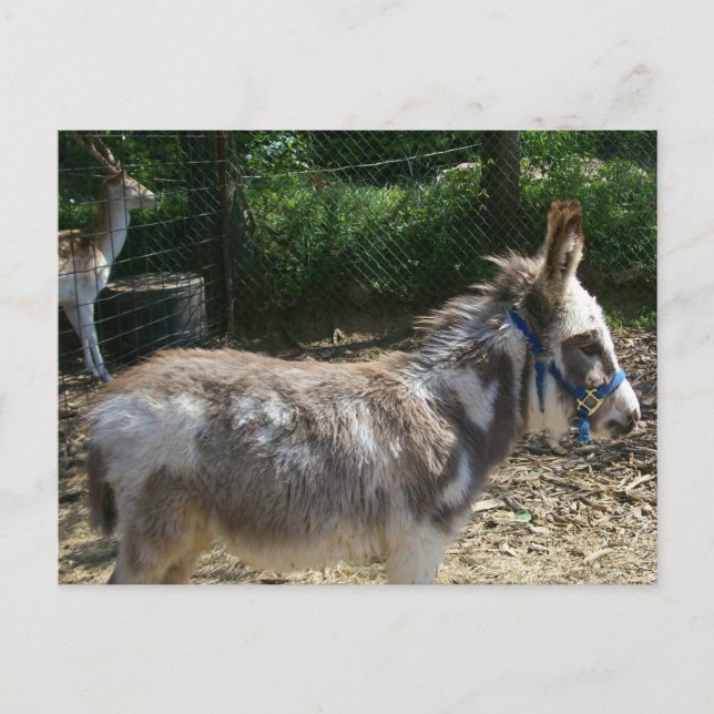 Cartão postal de burro (Frente)