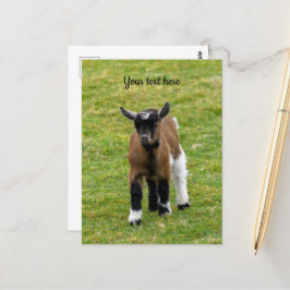 Cartão postal de cabrito de cabra anã