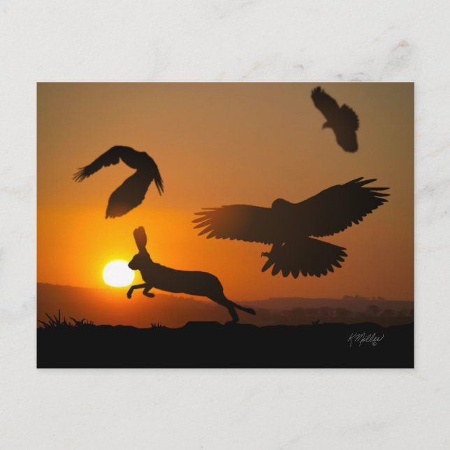 Cartão Postal de Caça de Falcões de Harris (Frente)