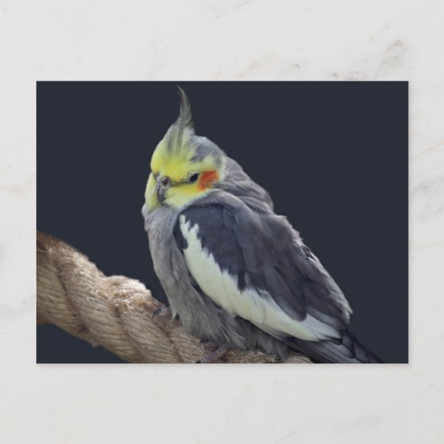 Cartão postal de cacatua fofa (Frente)